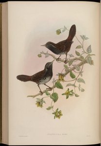 Sphenocichla humii door John Gould